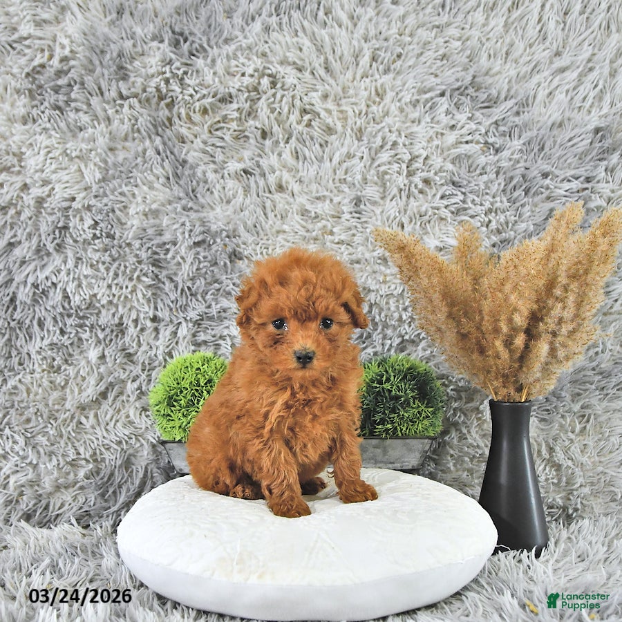 Toy Poodle dogs Cody - Ad 1
