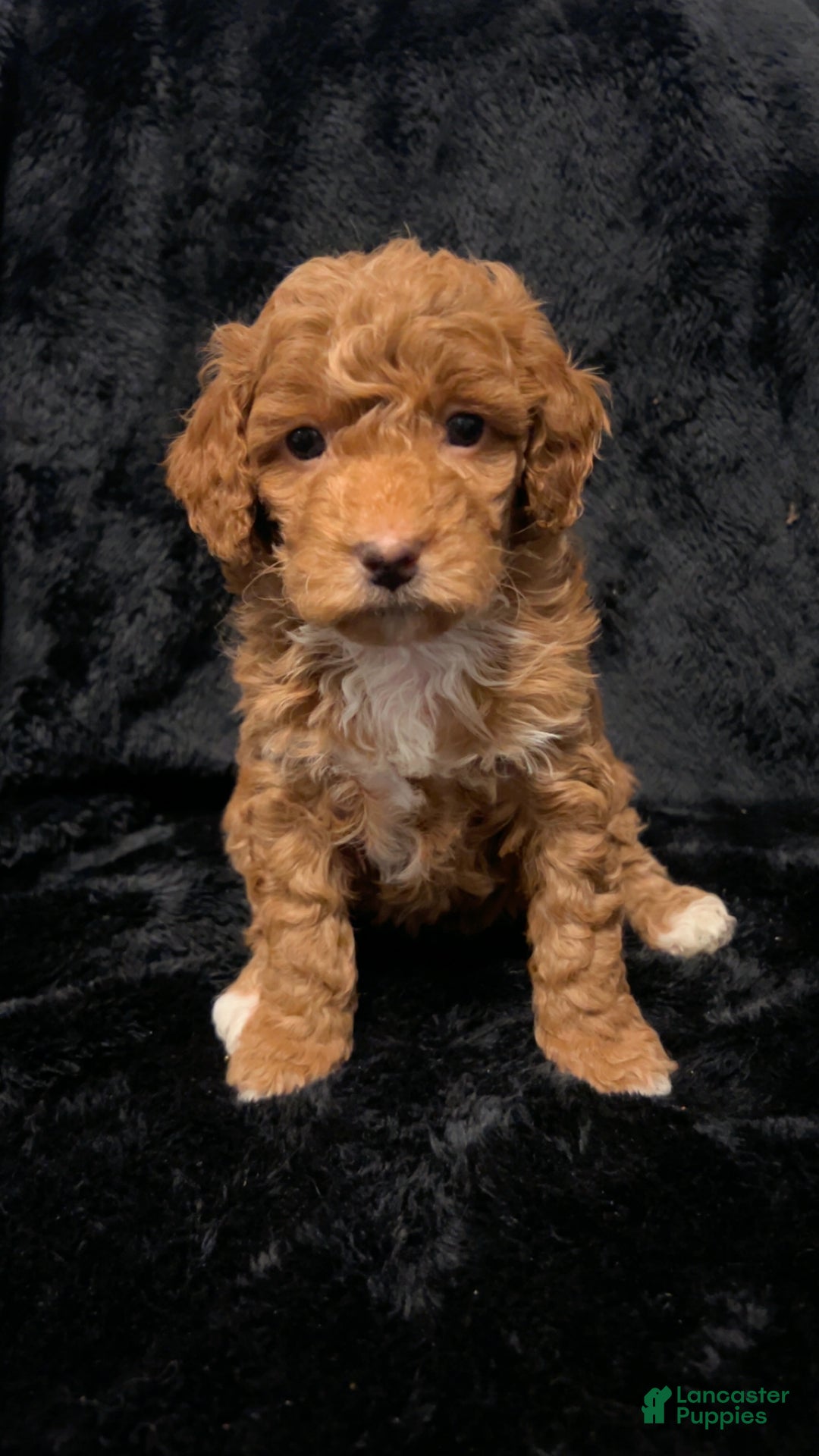 Mini Goldendoodle dogs for sale: Ms Grits - Ad 11