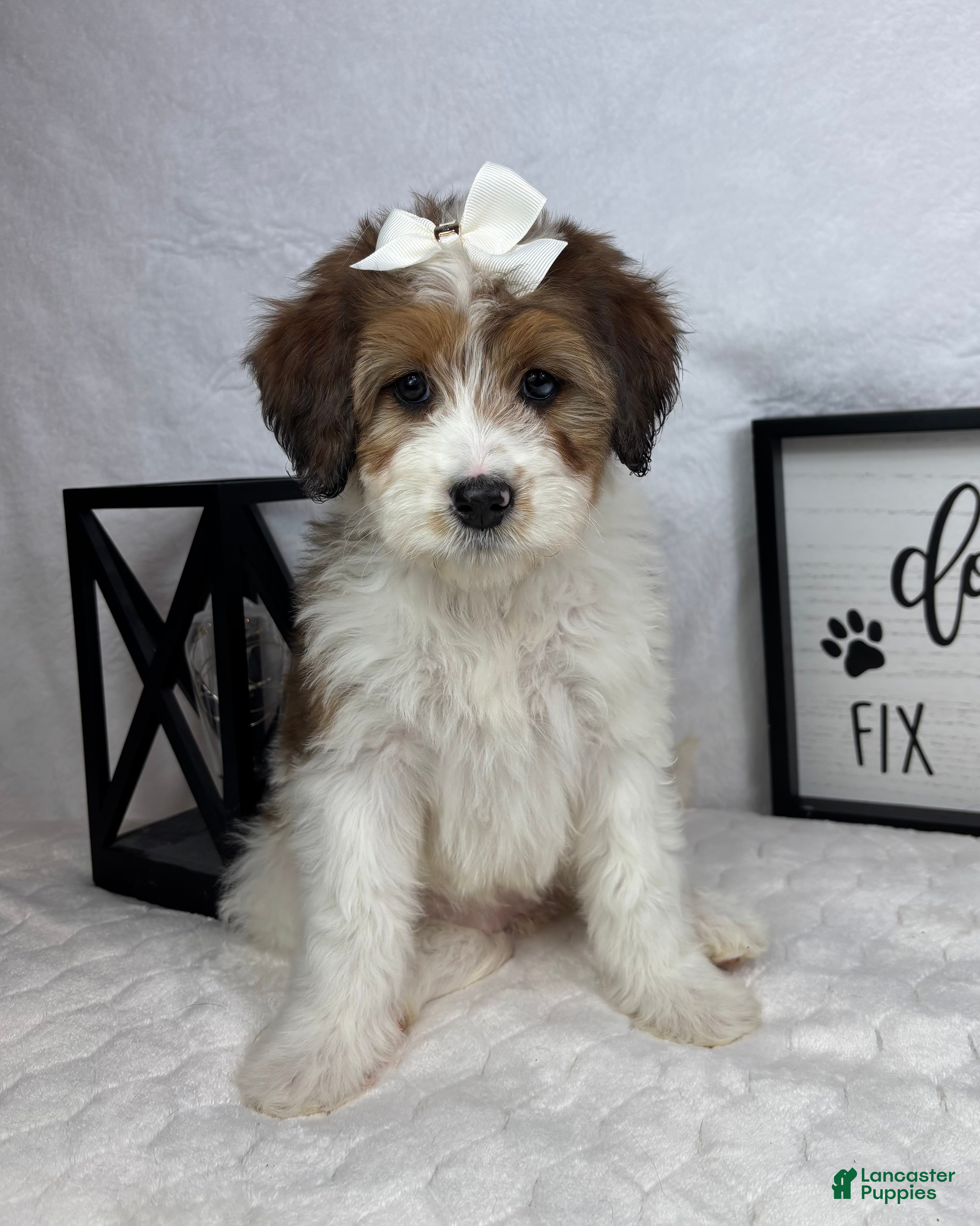 Mini Bernedoodle dogs Monica - Ad 35