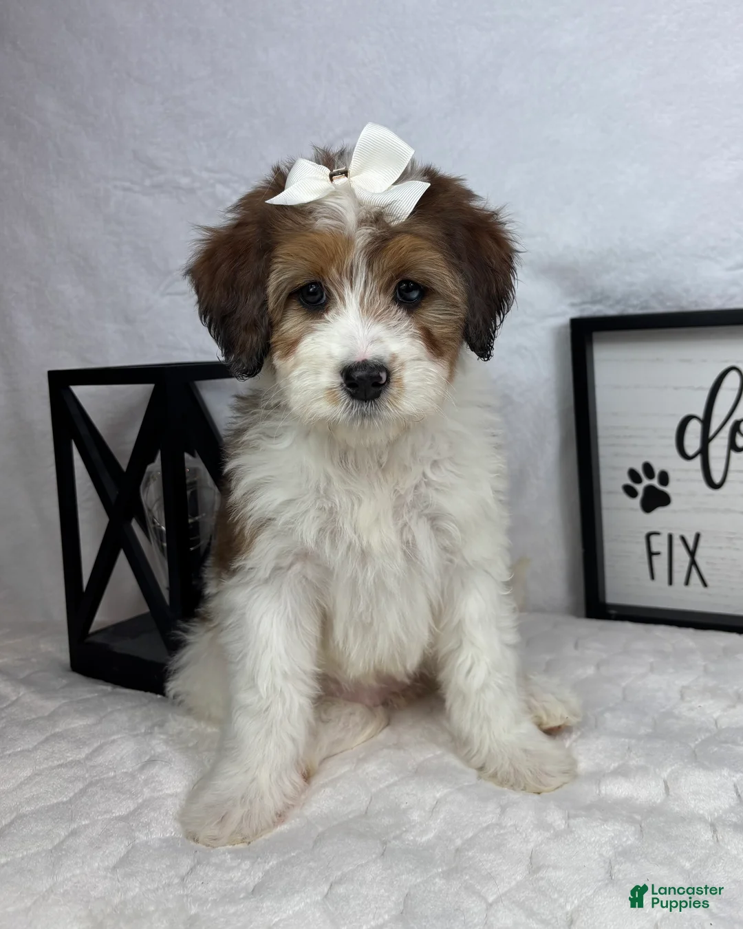 Mini Bernedoodle dogs for sale: Monica - Ad 1