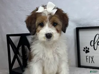 Mini Bernedoodle dogs Monica - Ad 35