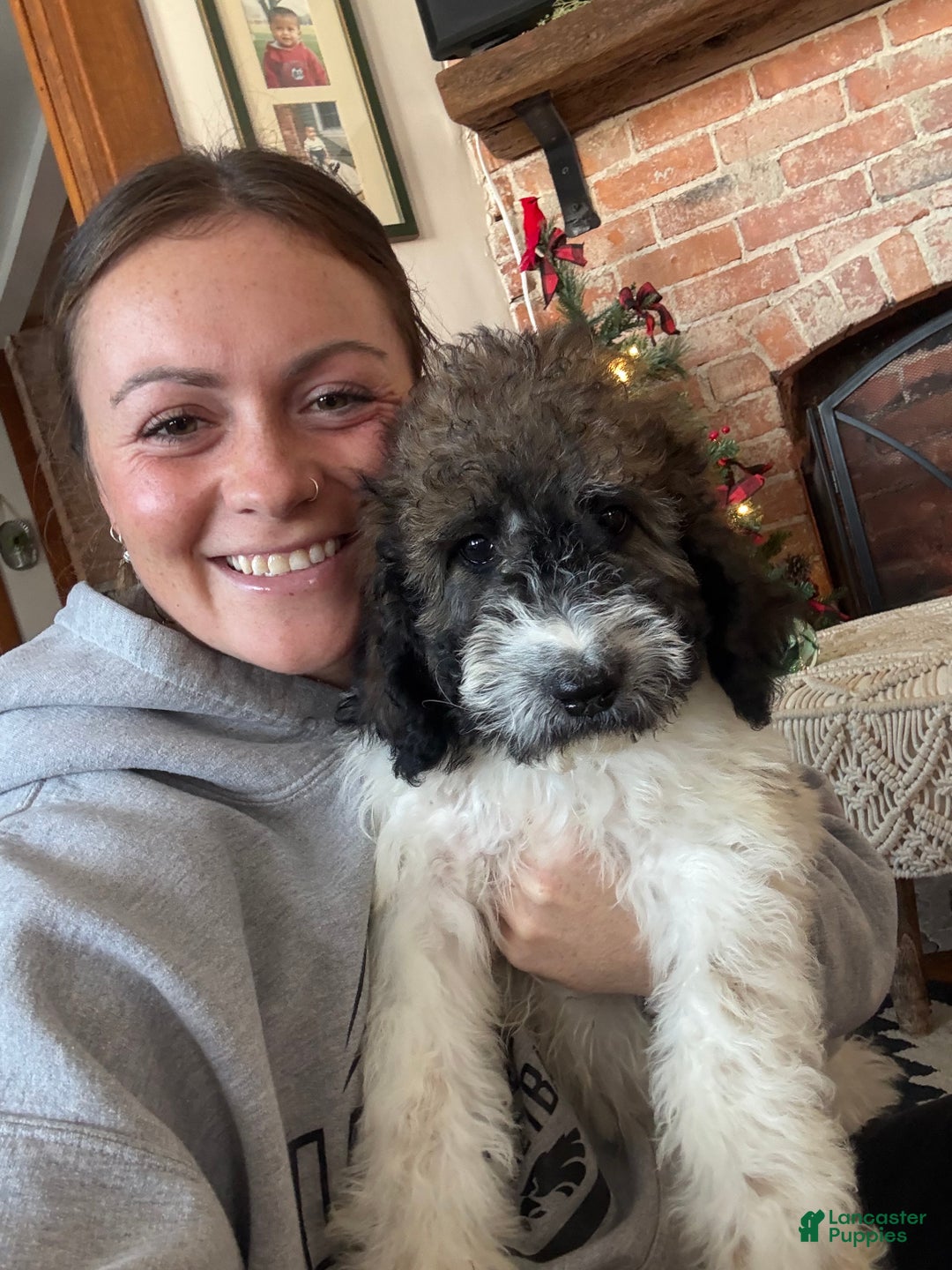 Saint Berdoodles dogs for sale: Ruth - Ad 11