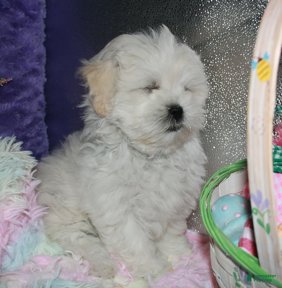 Shihpoo dogs JoJo  - Ad 2