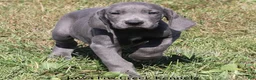 Great Dane dogs for sale: Sapphire - Ad 6