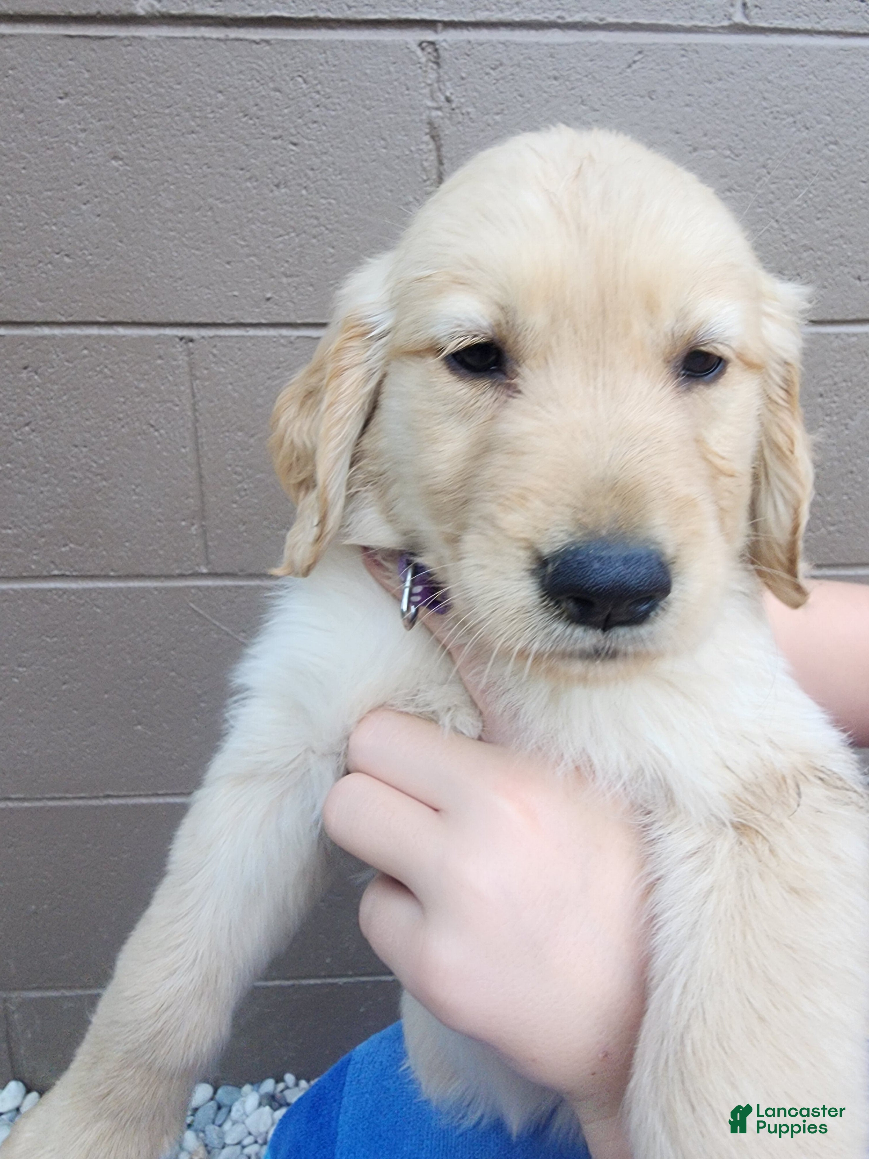 Golden Retriever dogs AKC Cinnamon - Ad 1
