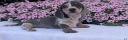 Miniature Dachshund dogs for sale: Kya - Ad 7
