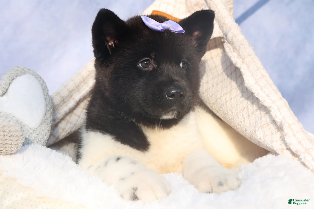 Akita dogs for sale: Oakley - Ad 11