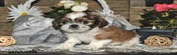 Shih Tzu dogs for sale: Shelly - Ad 5