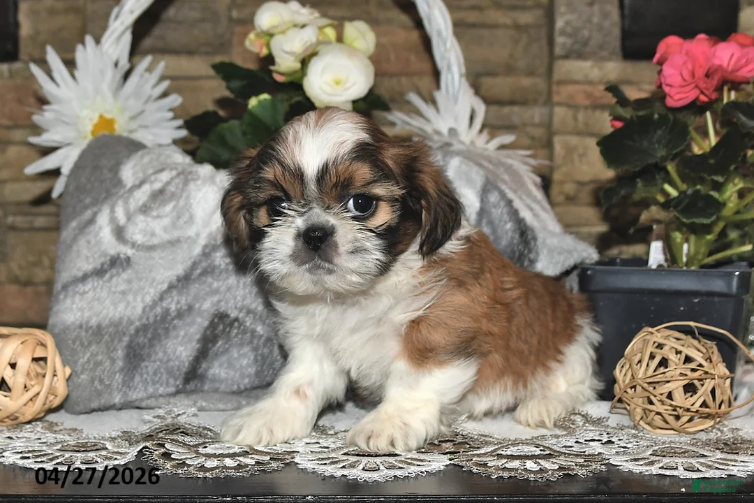 Shih Tzu dogs for sale: Shelly - Ad 5