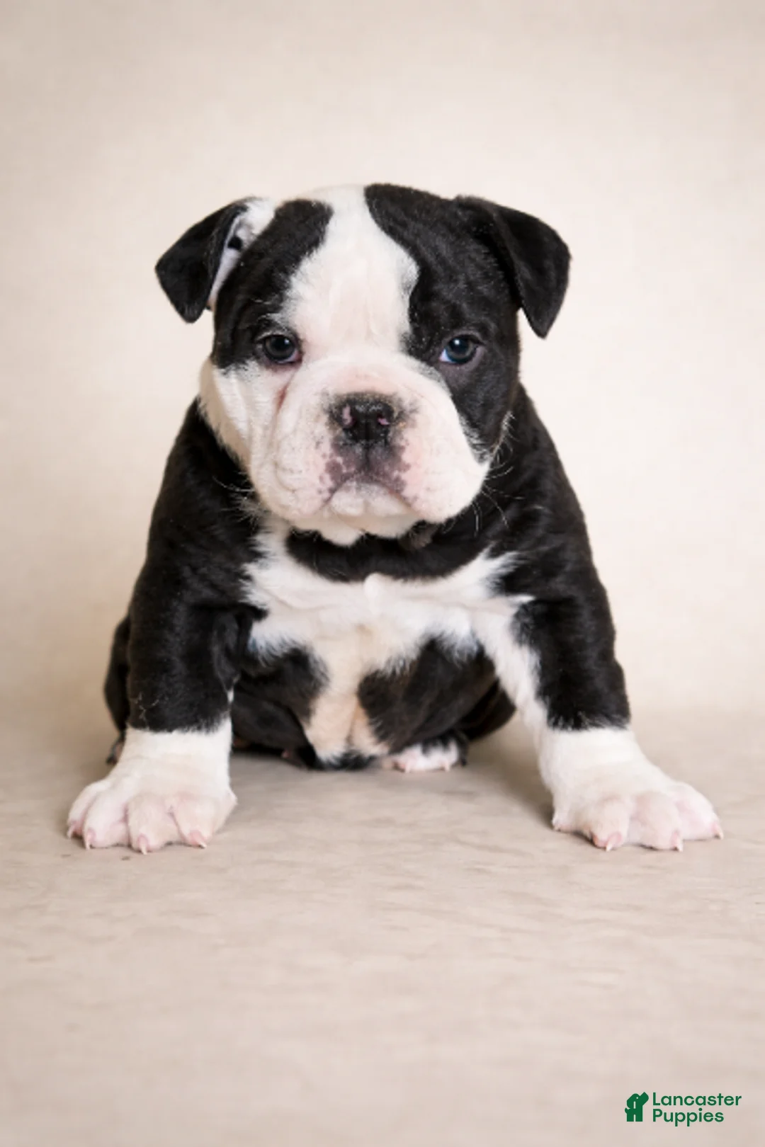 Olde English Bulldogge dogs for sale: Hazel  - Ad 1