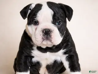 Olde English Bulldogge dogs Hazel - Ad 16