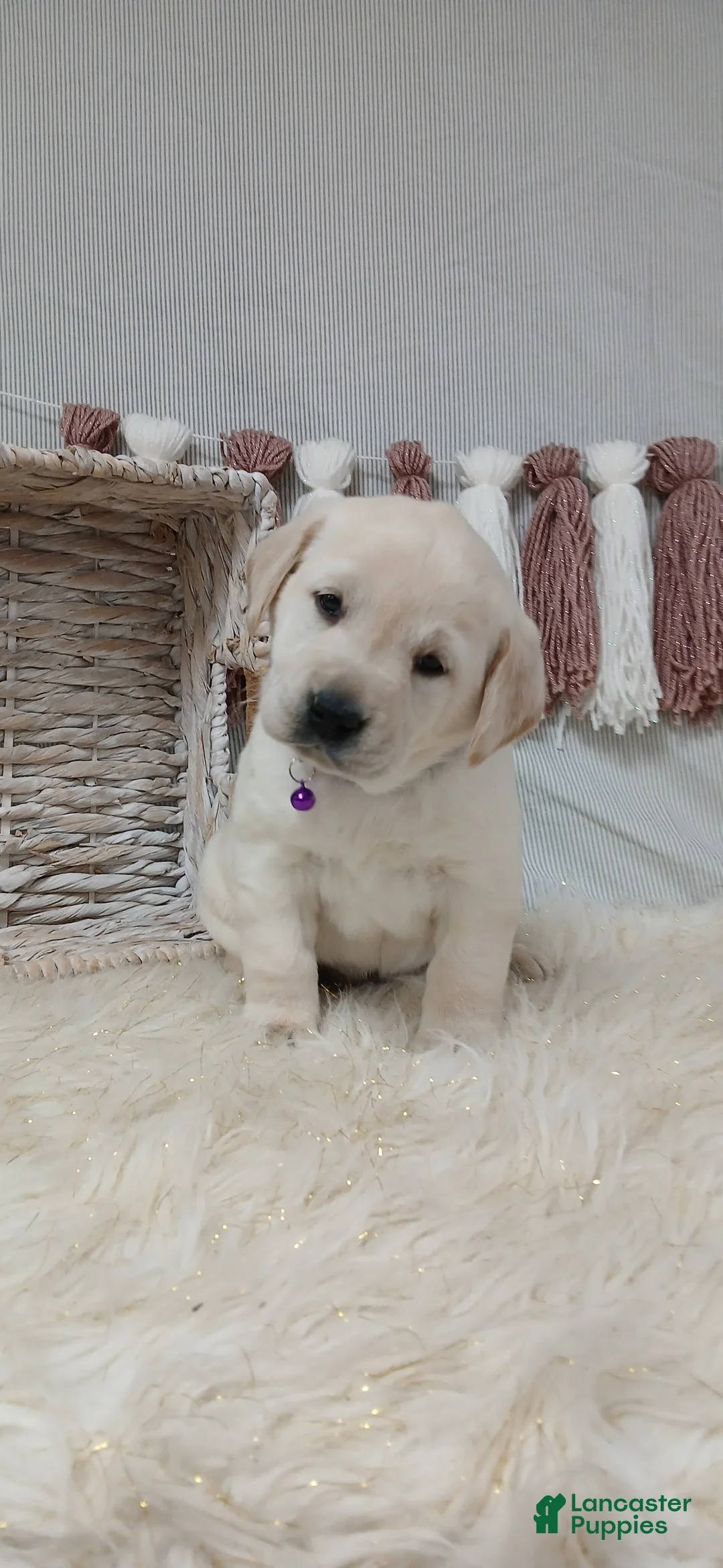 Labrador Retriever dogs for sale: DAFFY - Ad 4