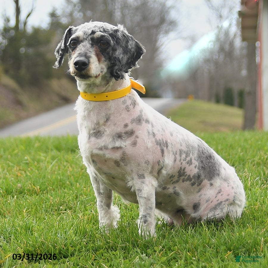 Miniature Poodle dogs Darcey - Ad 2