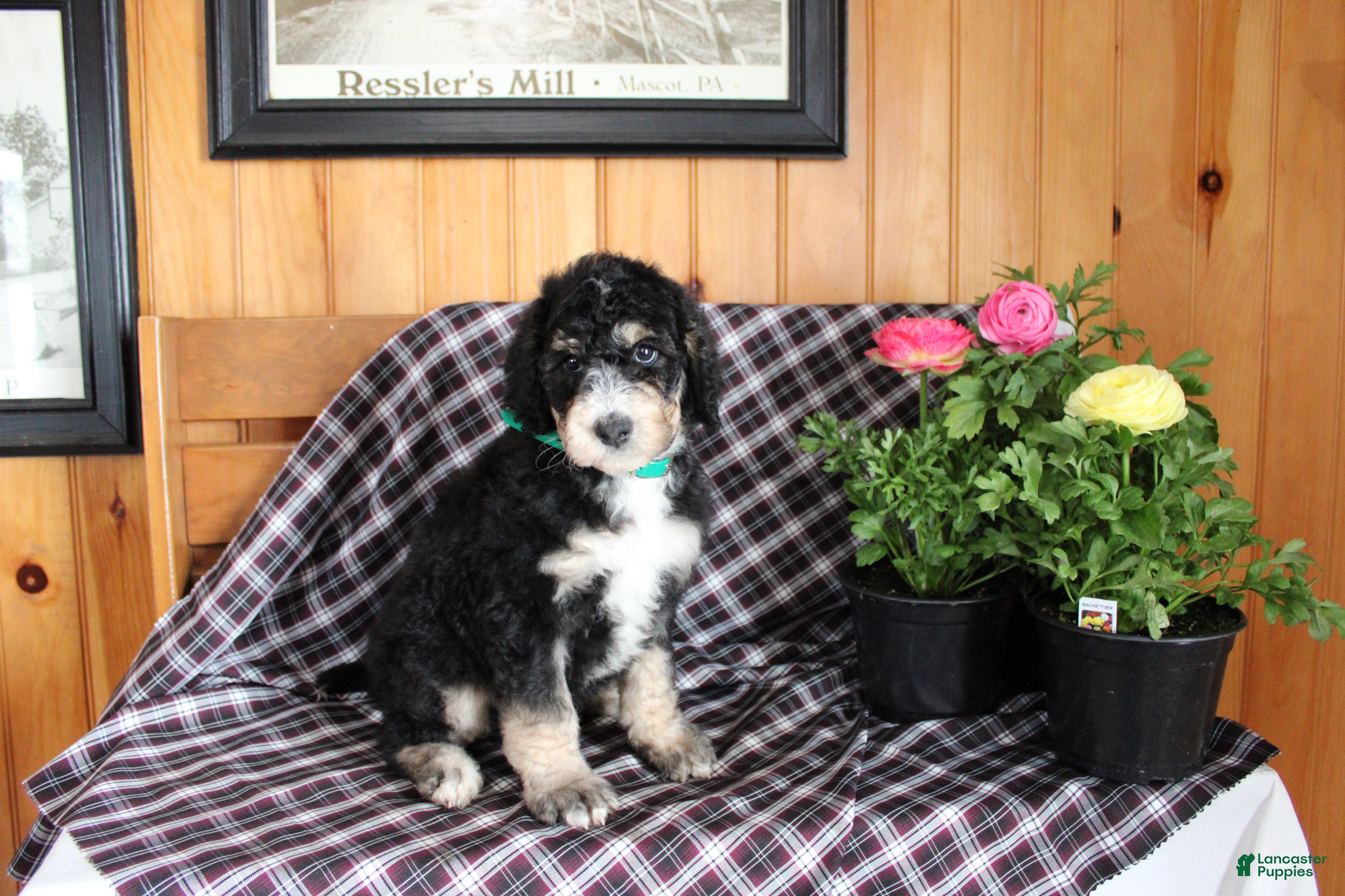 Bernedoodle dogs Carson - Ad 38