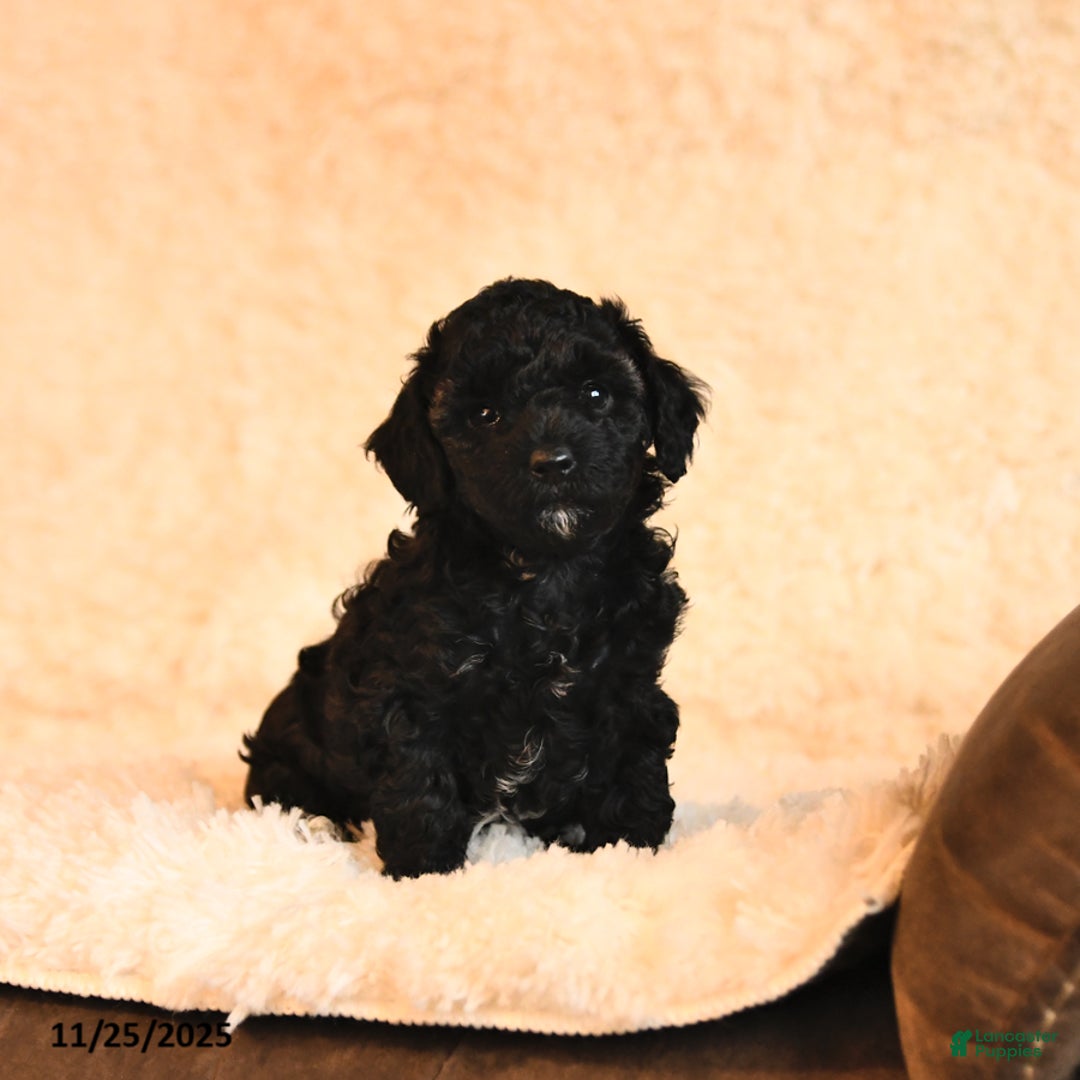 Toy Poodle dogs for sale: Baxter - Ad 3