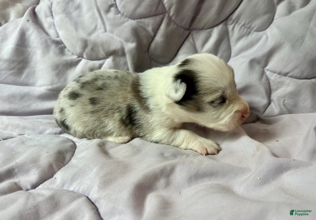 American Corgi dogs Blue Merle male - Ad 1