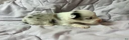 American Corgi dogs for sale: Blue Merle male - Ad 1