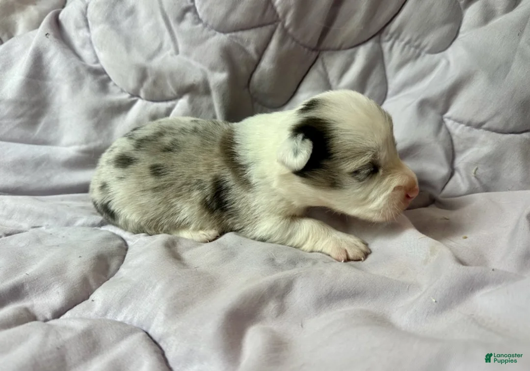 American Corgi dogs for sale: Blue Merle male - Ad 1