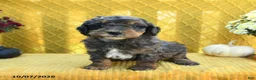 Mini Goldendoodle dogs for sale: Parker - Ad 3