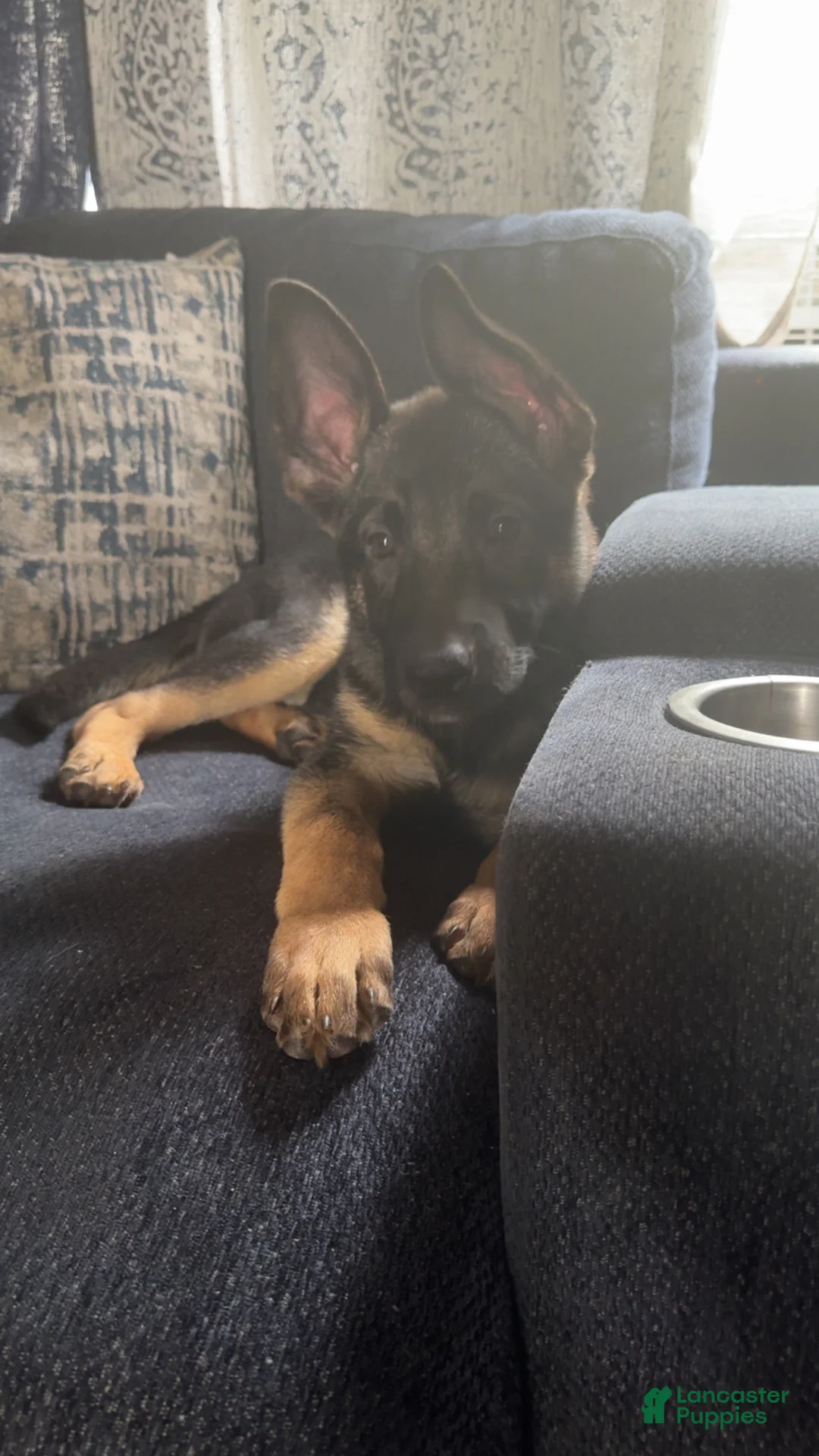 German Shepherd dogs for sale: German Shepherd 🩷 Collar  - Ad 2
