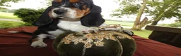 Basset Hound dogs for sale: Basset Hound 3 Kingston - Ad 3