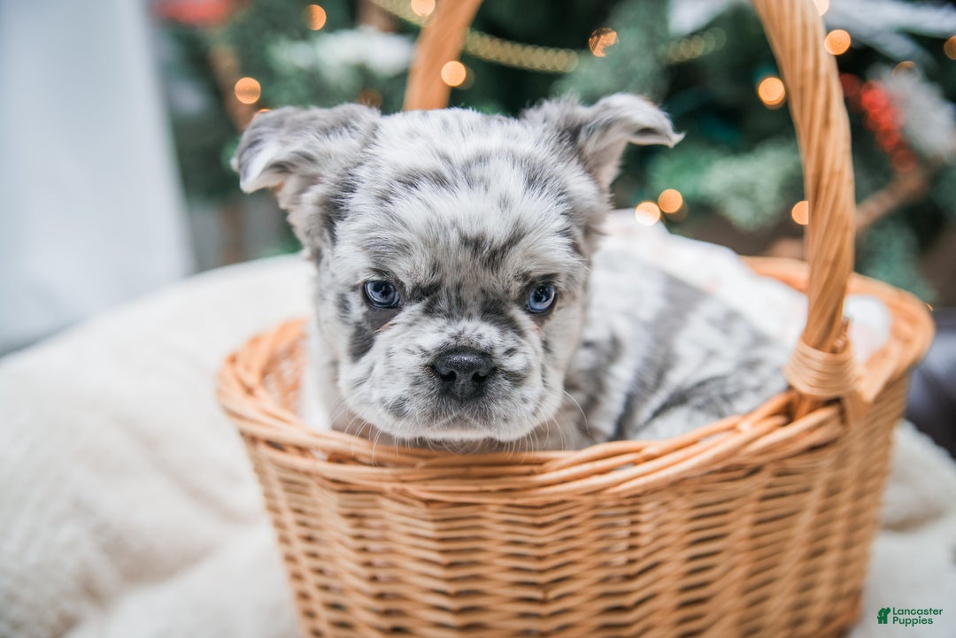 French Bulldog dogs for sale: Willow - fluffy  - Ad 4