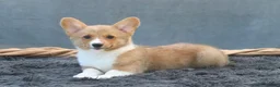 Welsh Corgi Pembroke dogs for sale: Tempest - Ad 2
