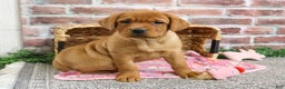 Labrador Retriever dogs for sale: Scarlet  - Ad 7