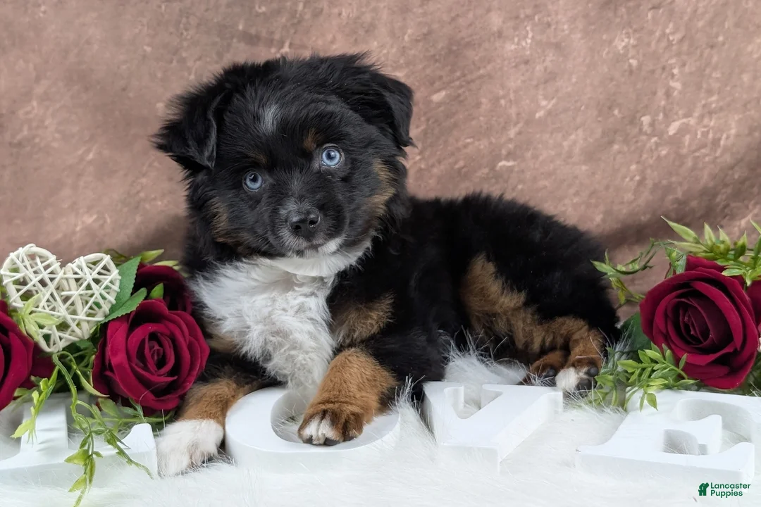 Toy Australian Shepherd dogs for sale: Banjo - Ad 2