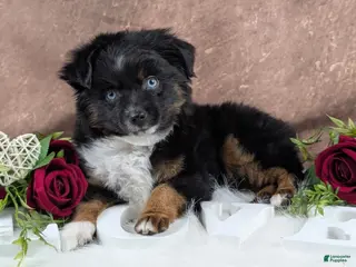 Toy Australian Shepherd dogs Banjo - Ad 1