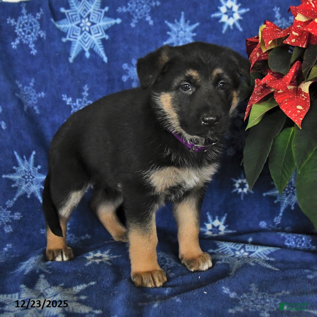 German Shepherd dogs for sale: Nora - Ad 3