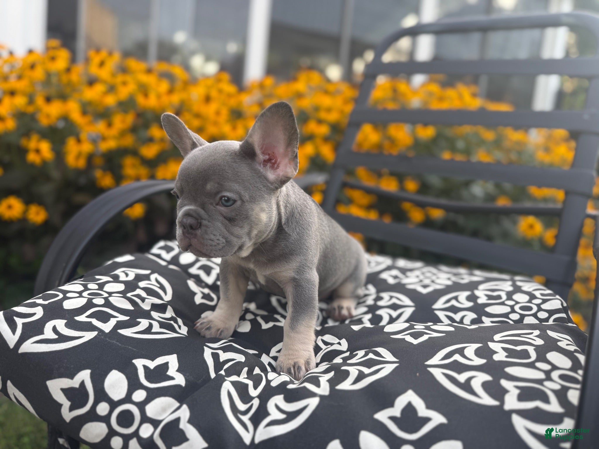 French Bulldog dogs French Bulldog 4 - Ad 2