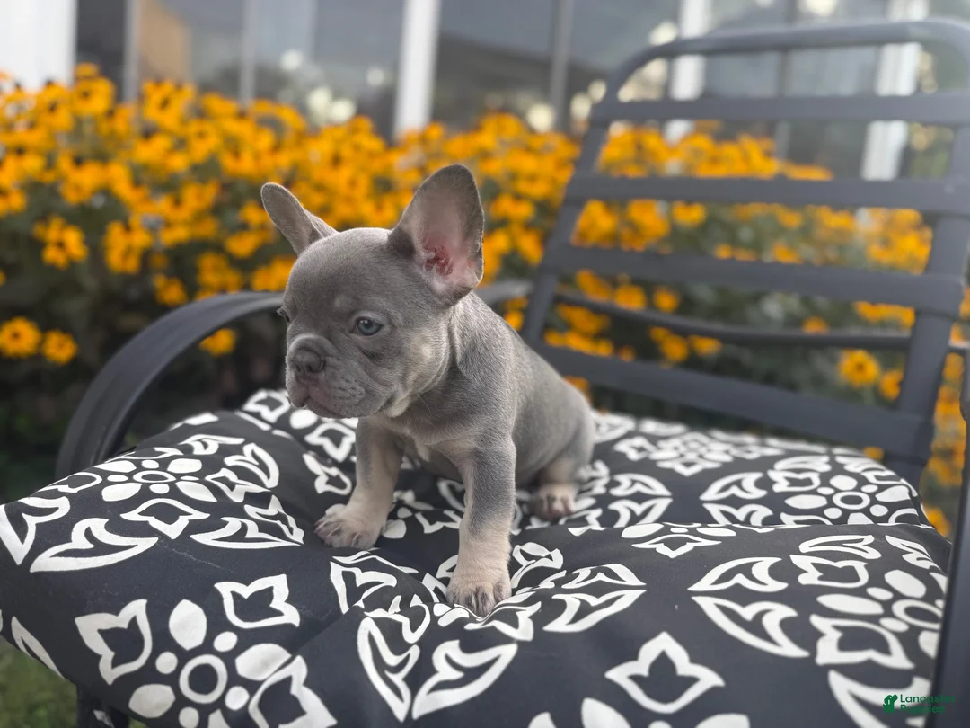 French Bulldog dogs for sale: French Bulldog 4 - Ad 2