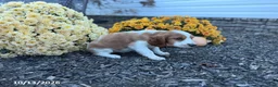 Welsh Springer Spaniel dogs for sale: Luna - Ad 9
