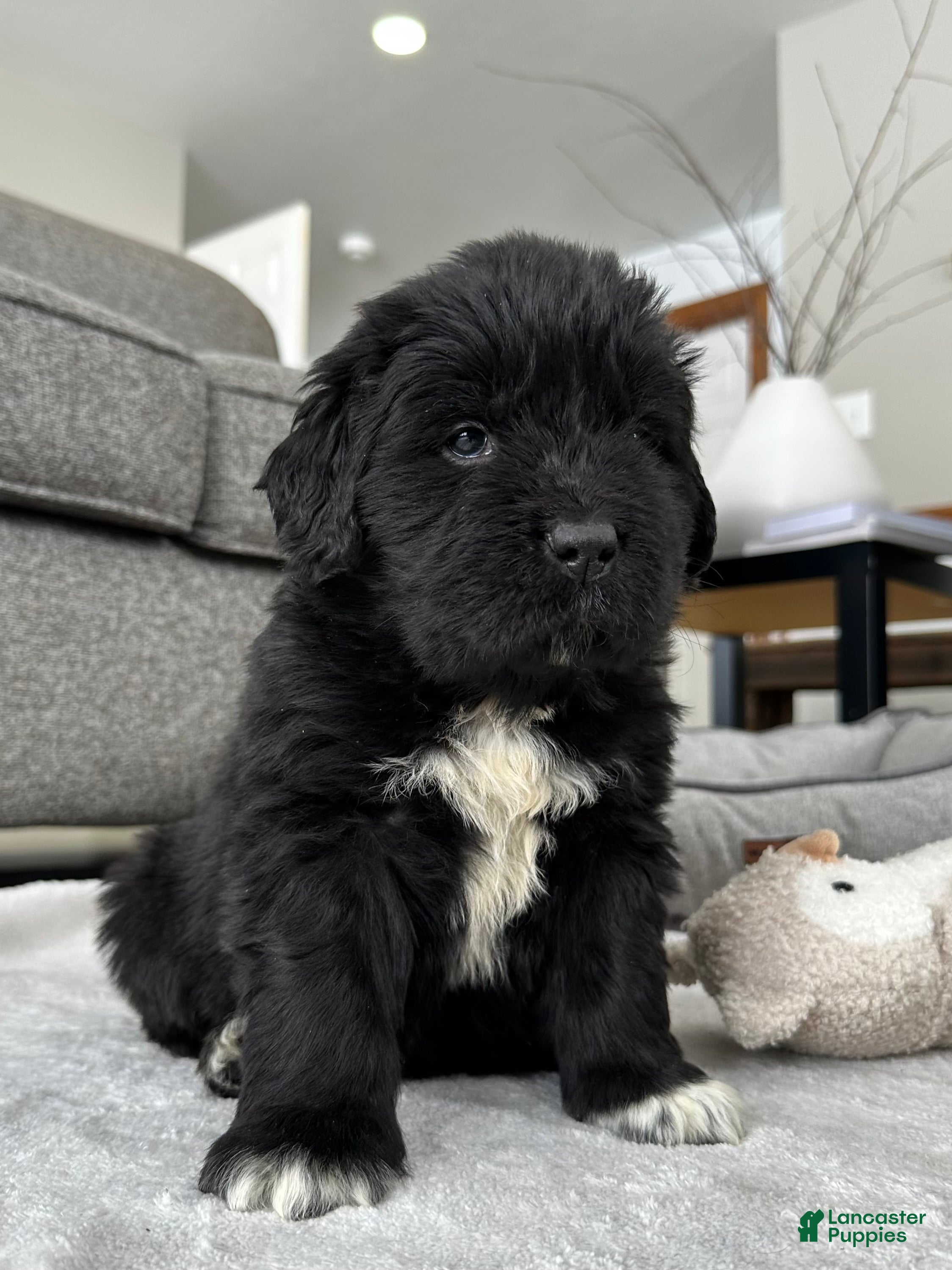Newfoundland dogs AKC,OFA,CH, “ Jax”  - Ad 1