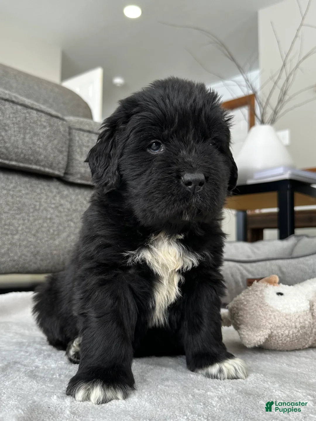 Newfoundland dogs for sale: AKC,OFA,CH, “ Jax”  - Ad 1