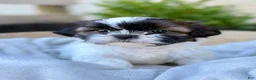 Shih Tzu dogs for sale: AKC Leo - Ad 1