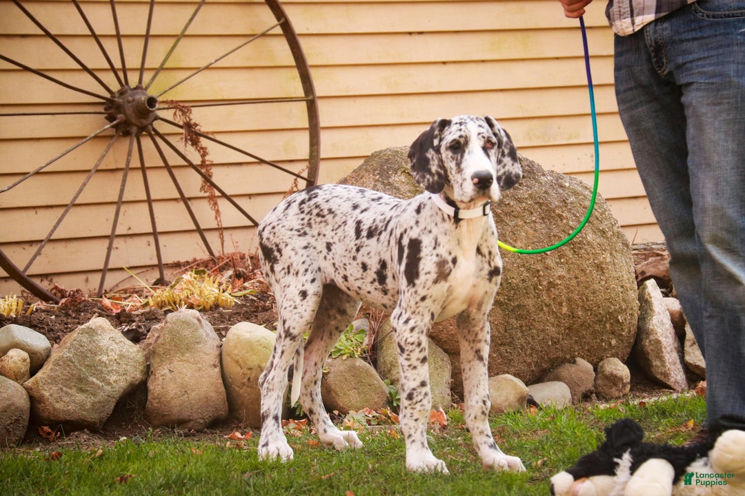 Great Dane dogs for sale: Beatrice - Ad 8