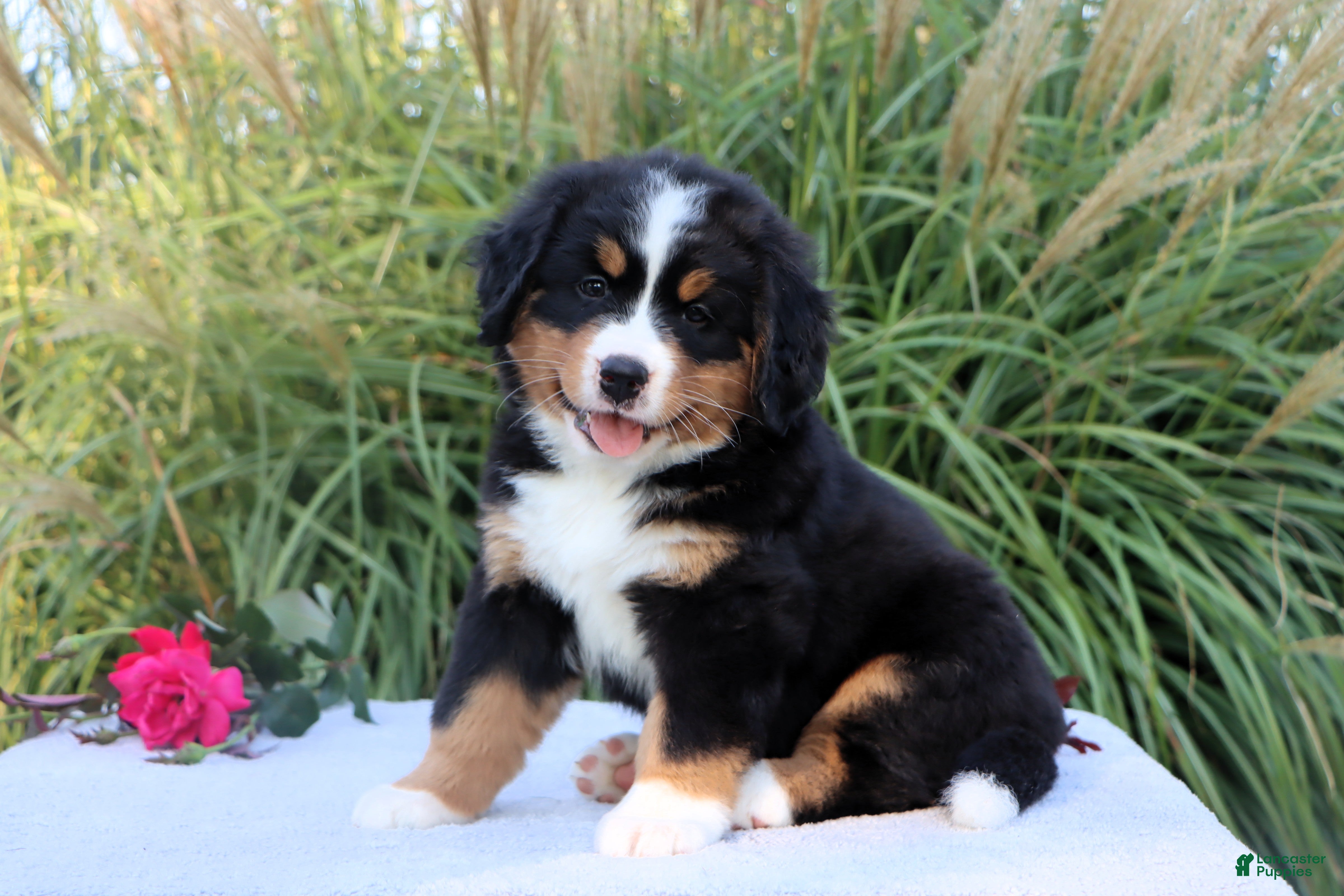 Bernese Mountain Dog dogs Lexi - Ad 1