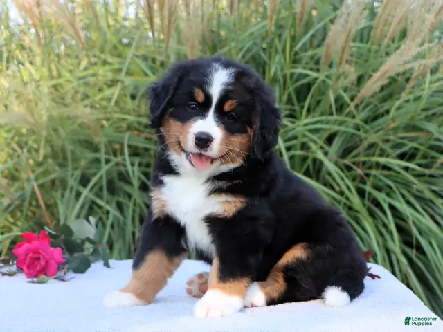 Bernese Mountain Dog dogs Lexi - Ad 1
