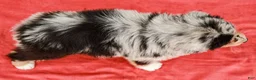 Australian Shepherd dogs for sale: Jackie - Ad 8