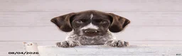 Mixed Breed dogs for sale: Romeo - Ad 4