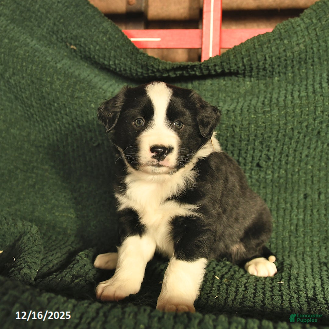 Australian Shepherd dogs for sale: Josh  - Ad 3