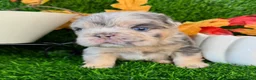 French Bulldog dogs for sale: Twix  - Ad 27