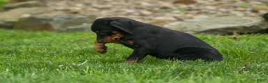  Delta (Black Rust) 🖤🐾