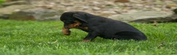 Doberman Pinscher dogs for sale:  Delta (Black Rust) 🖤🐾 - Ad 1