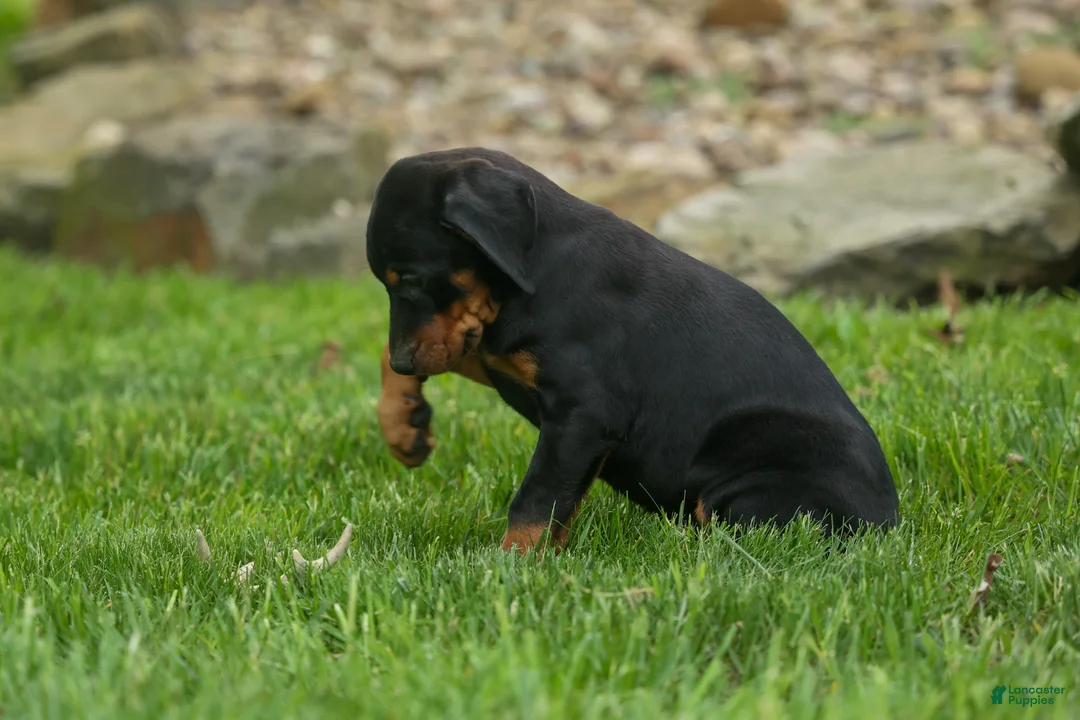 Doberman Pinscher dogs for sale:  Delta (Black Rust) 🖤🐾 - Ad 1
