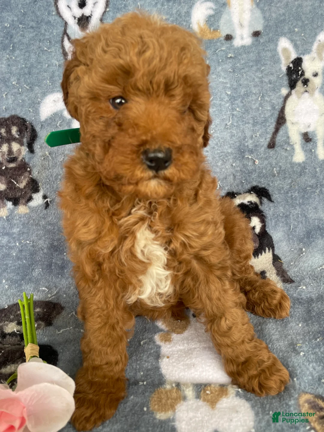 Miniature Poodle dogs for sale: Brody - Ad 2