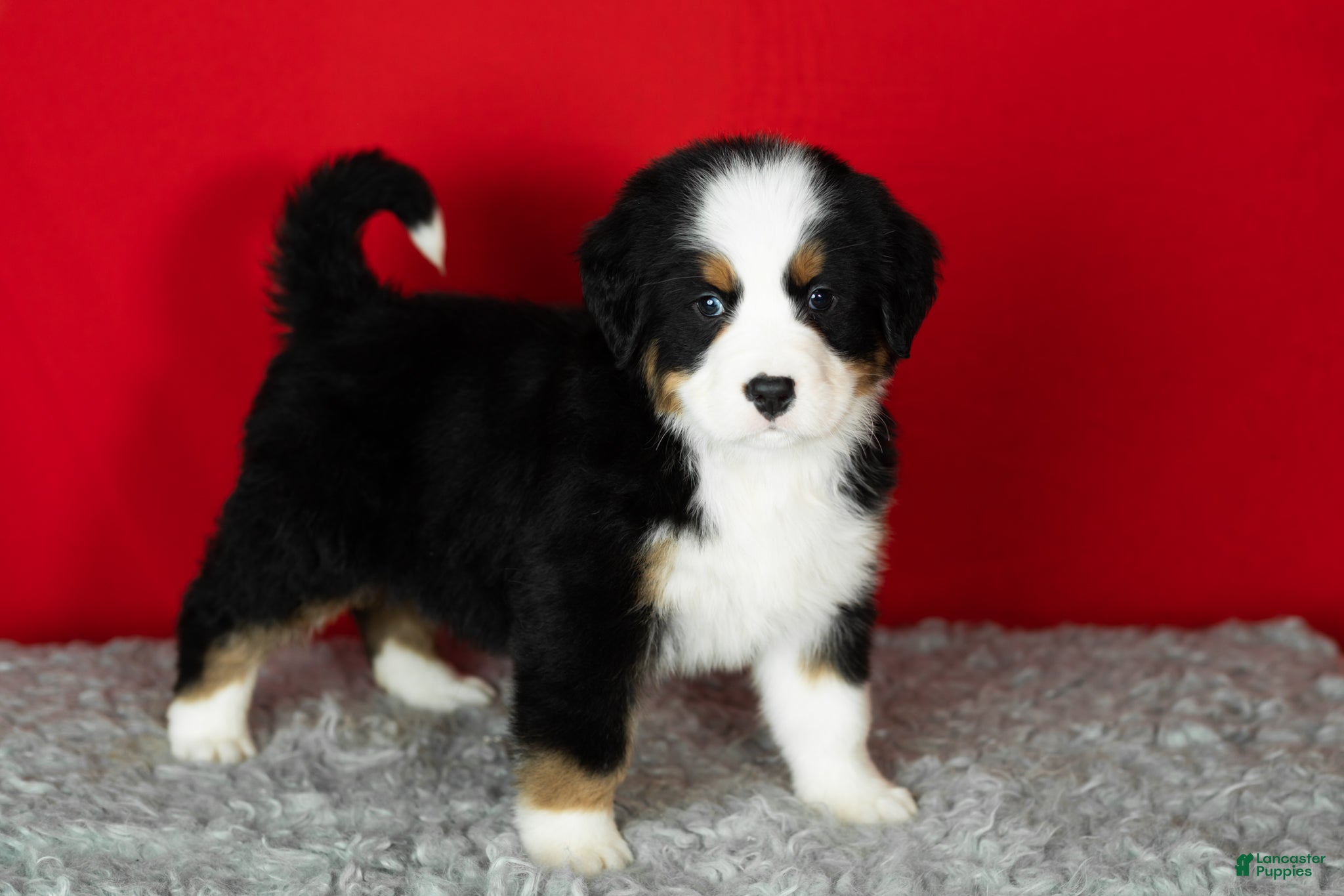 Bernese Mountain Dog dogs Sarge - Ad 36