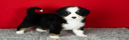 Bernese Mountain Dog dogs for sale: Sarge - Ad 1